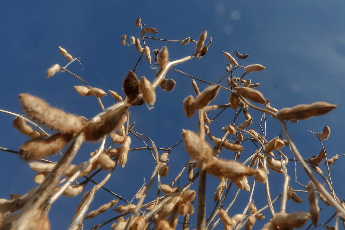 La soja, afectada por una baja de precios y rumores por las retenciones