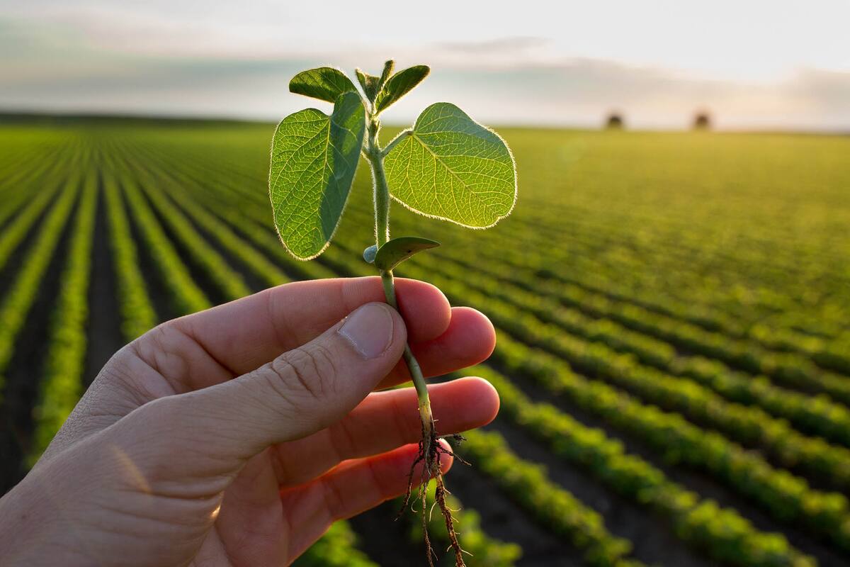 La soja argentina, con firmeza