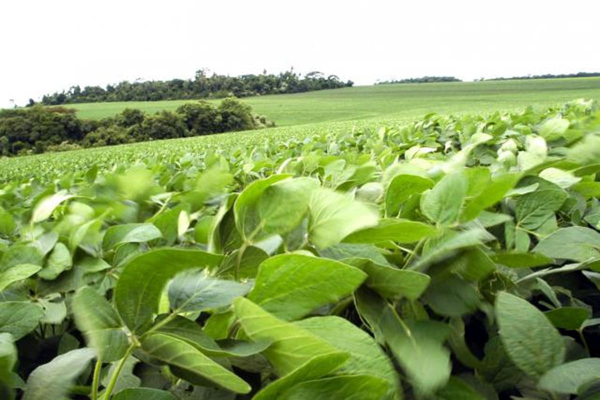 La soja cayó en Chicago tras el informe del USDA