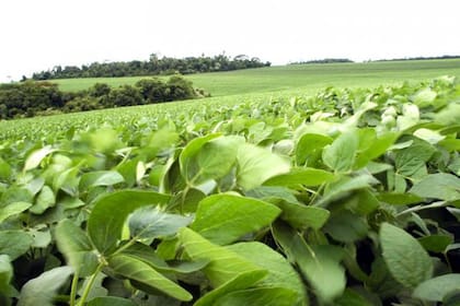 La soja cayó en Chicago tras el informe del USDA