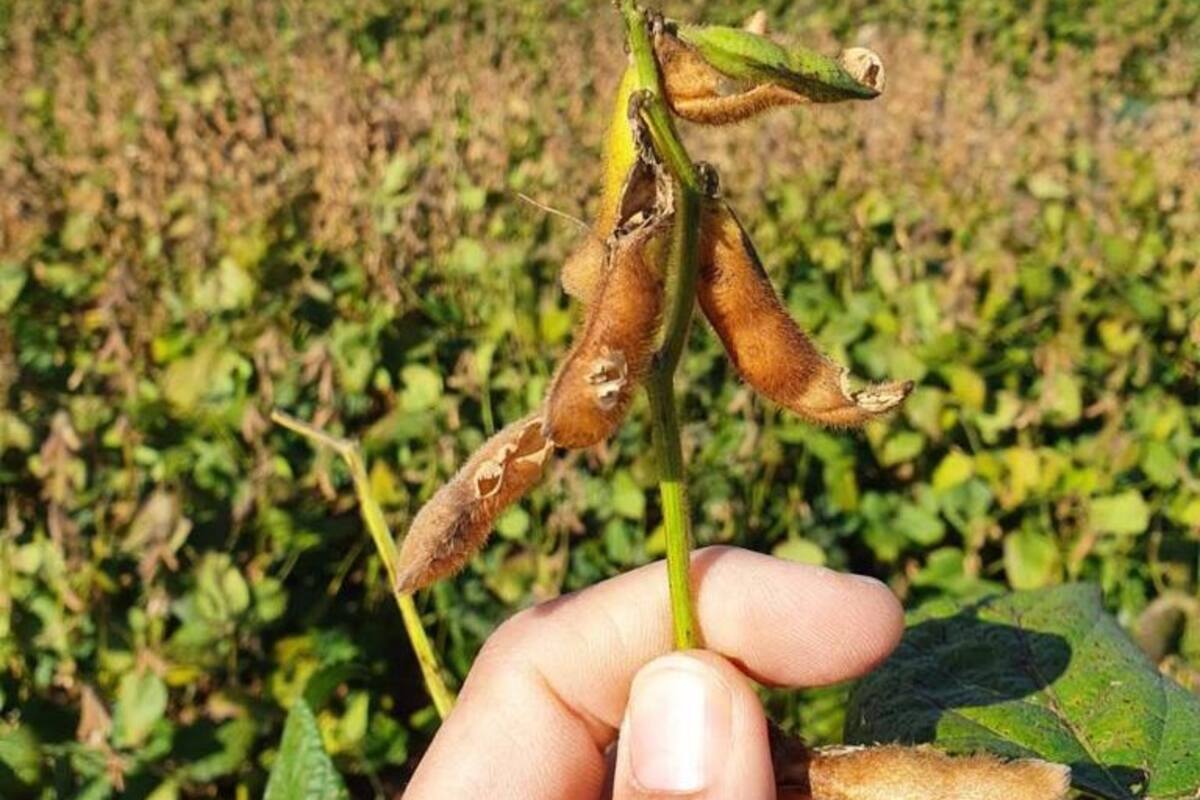 La soja, con graves pérdidas