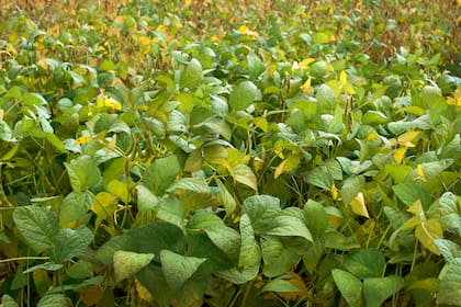 La soja de EEUU sube a máximos de cuatro meses por expectativas de un acuerdo con China