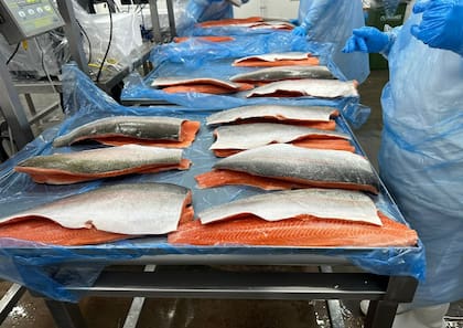 La soja, el maíz, el trigo y el girasol son algunas de las materias primas que pueden utilizarse para elaborar alimentos destinados a la cría de peces
