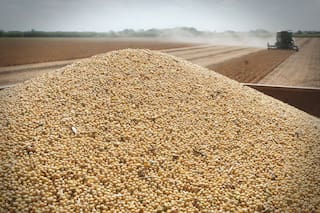 Por qué la Argentina necesita una nueva ley de semillas