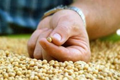 La soja importada se mezcla, procesa y exporta en subproductos