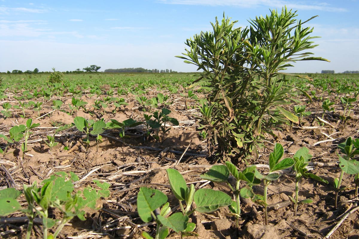 La soja enfrenta desafíos como el combate a las malezas