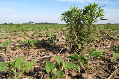 La soja enfrenta desafíos como el combate a las malezas
