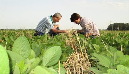 La soja es el insumo clave para la industria del biodiésel