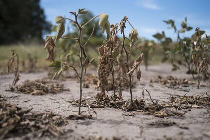 La soja fue afectada por la sequía y tendrá fuertes mermas productivas