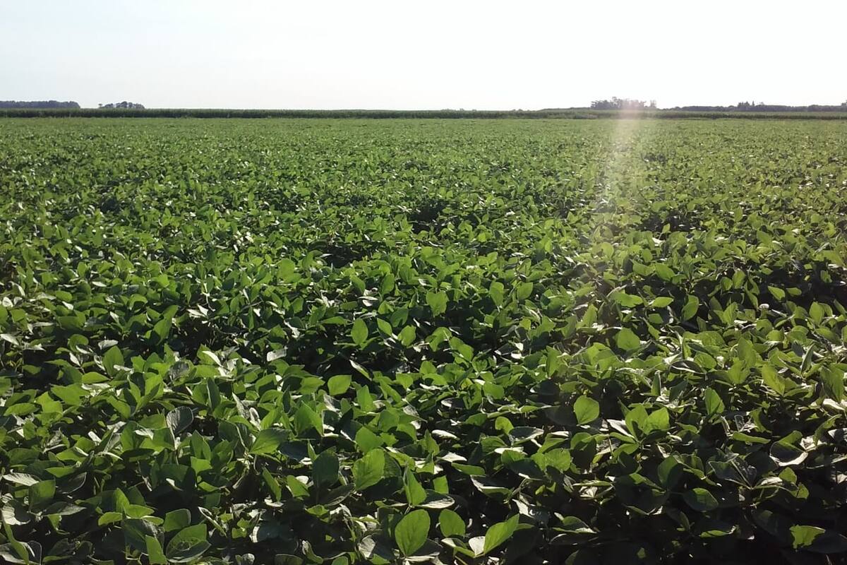 La soja, la oleaginosa más afectada por las retenciones