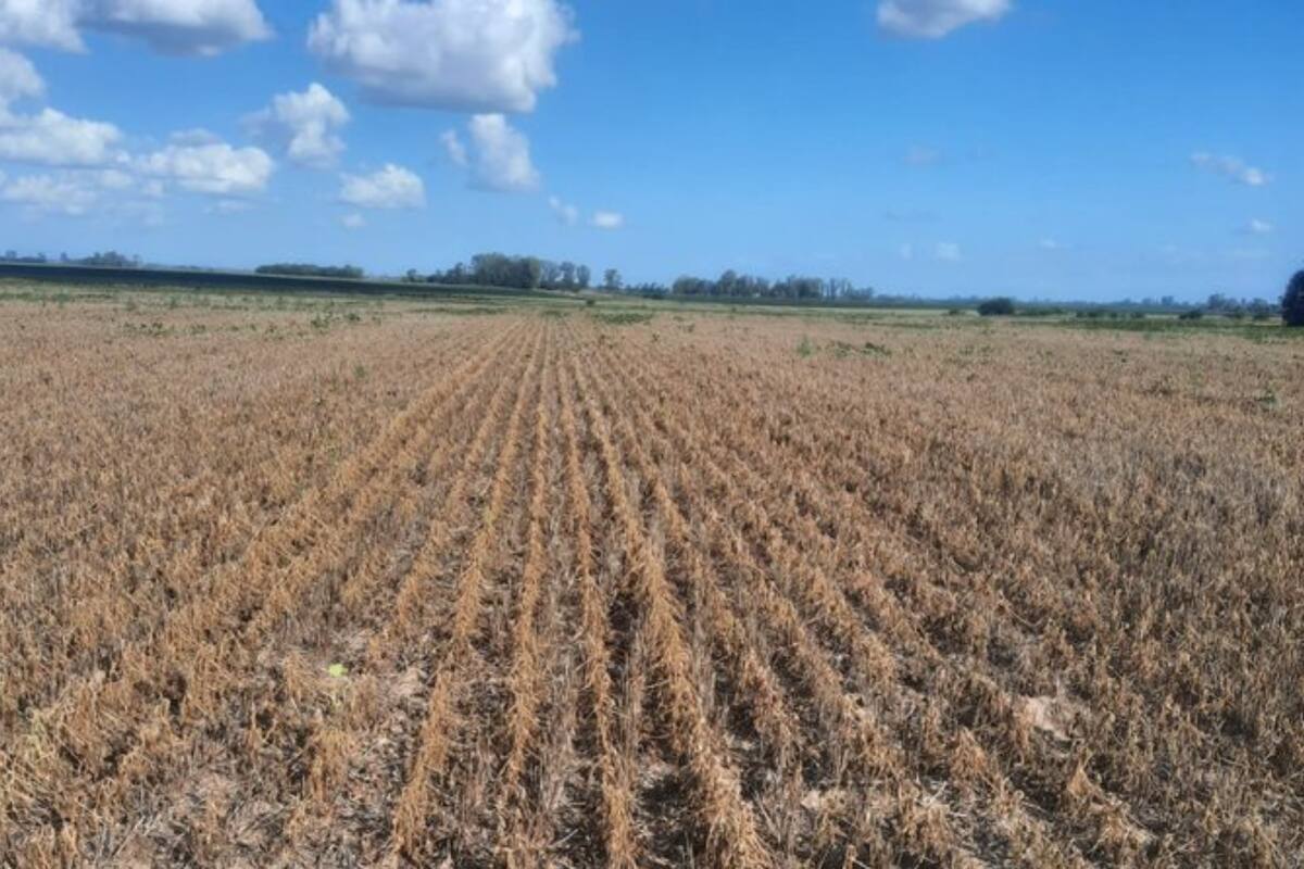 La soja padeció el estrés hídrico en esta campaña