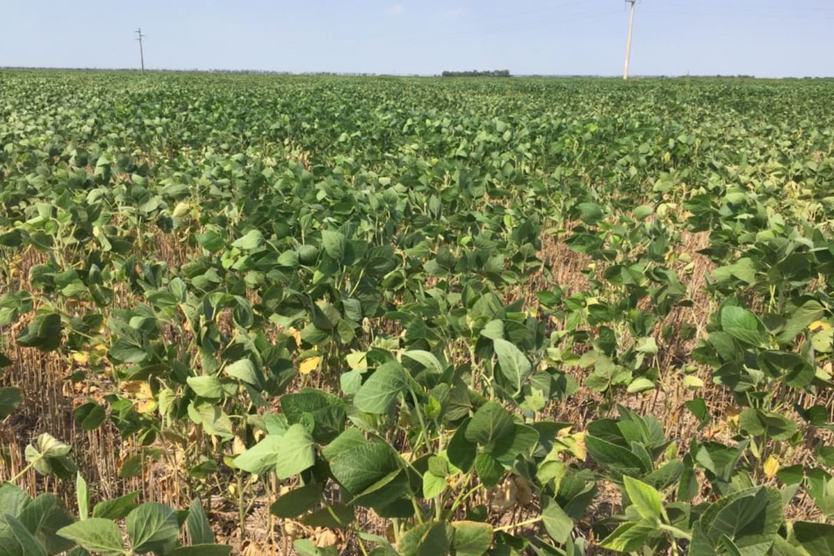 La soja posee una susceptibilidad al estrés hídrico a lo largo del ciclo del cultivo