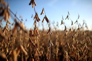 La soja en el mercado internacional está en el peor precio en cuatro meses y el maíz en mínimos en ocho meses