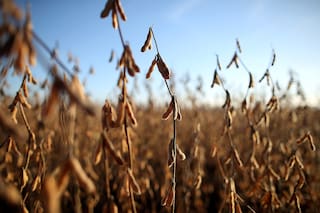 La soja en el mercado internacional tiene el peor precio en cuatro meses y el maíz en mínimos en ocho meses