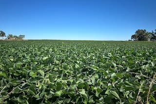 La soja repunta tras las pérdidas apoyada en la fuerte demanda china