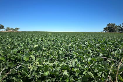 La soja repunta tras las pérdidas apoyada en la fuerte demanda china