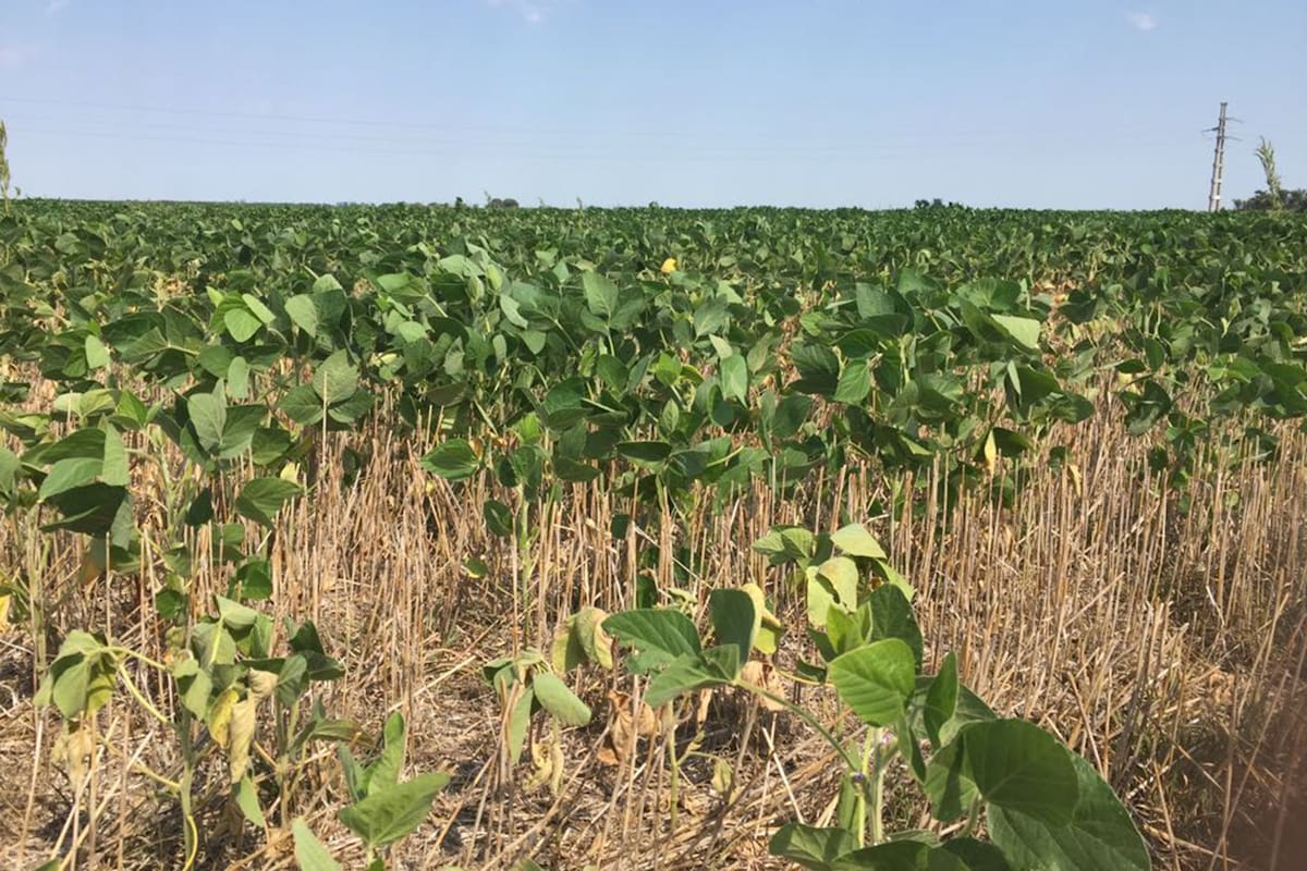 La soja sembrada en octubre en Córdoba ya sufre estrés por el calor y la sequía.
