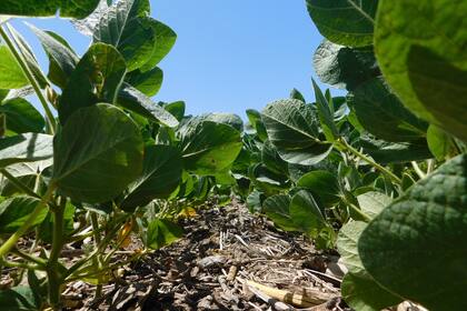 La soja tiene mejores rindes con la bioestimulación foliar