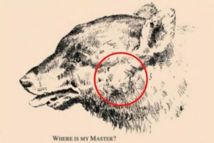 La solución al desafío visual: el rostro humano se encuentra debajo de la oreja del animal