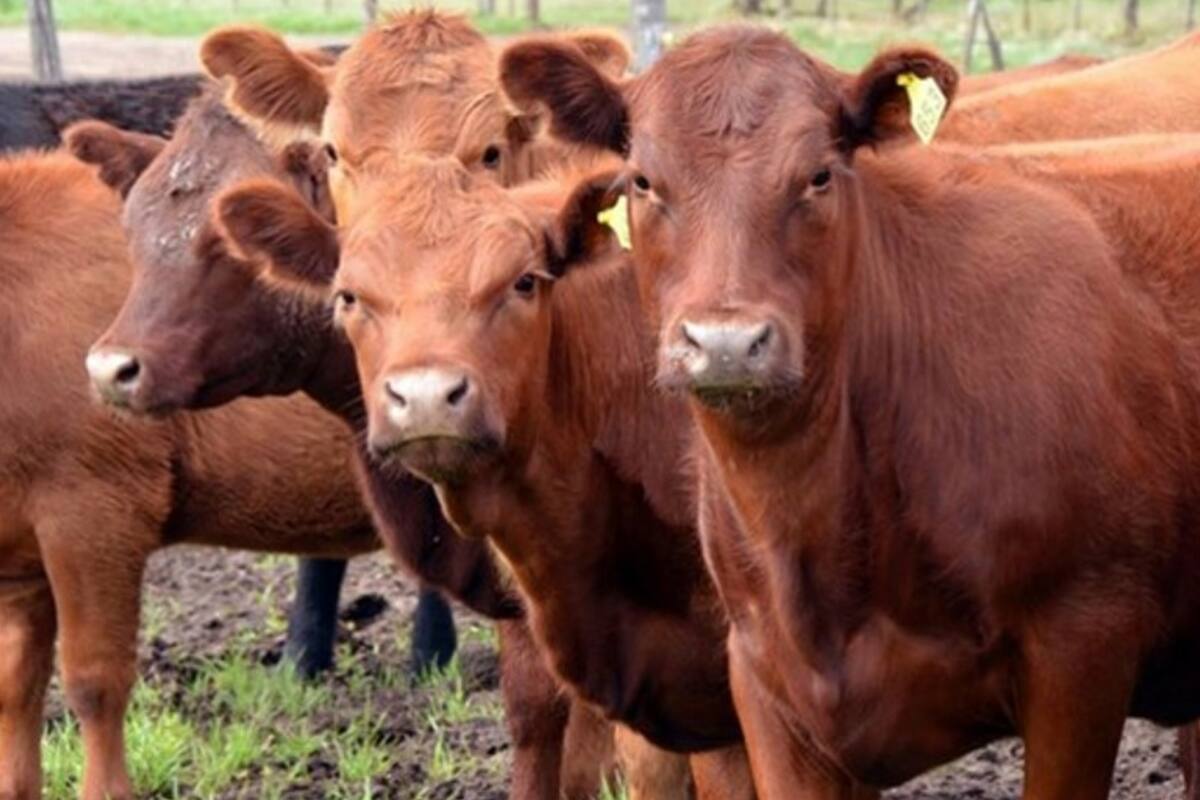 La solución de los problemas sanitarios permite la expansión del rodeo ganadero