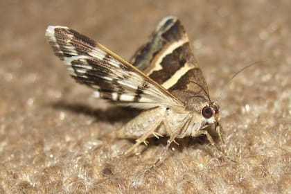 La solución para eliminar a las polillas de tu hogar