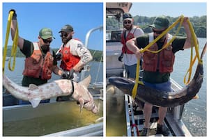 La sorprendente captura de un gran pez en el río Hudson, Nueva York