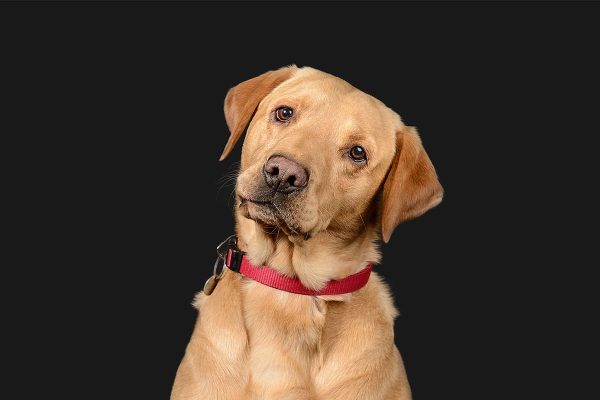 La sorprendente razón fue revelada por una investigación de la Universidad de Budapest en 2021