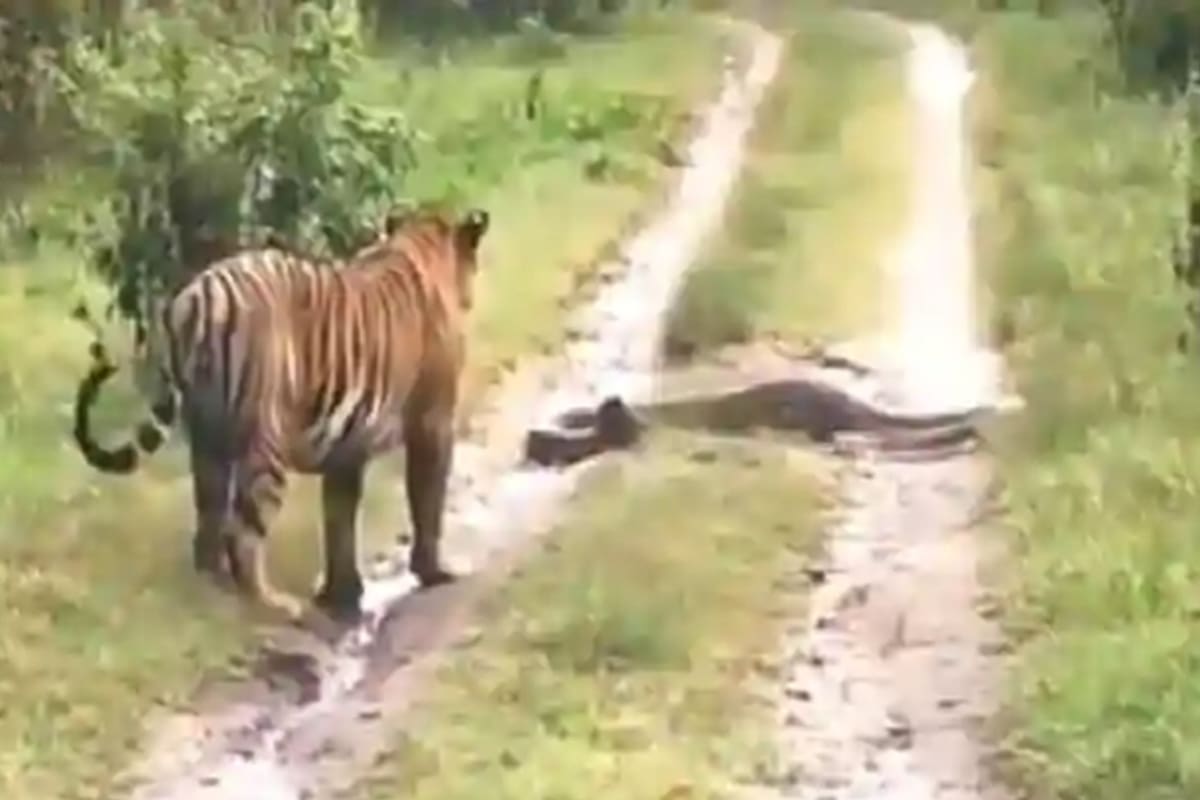 La sorprendente reacción de un trigre que se encuentra a una pitón