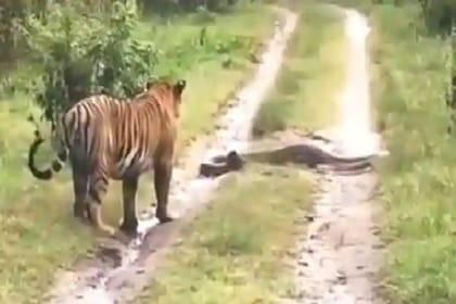 La sorprendente reacción de un trigre que se encuentra a una pitón