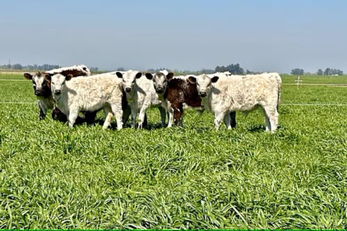 "La Speckle Park es una raza que se caracteriza por una excelente calidad de sus cortes, dentro de eso se destaca una eficiencia de conversión de alimentos muy buena; un sobresaliente marbling en el producto, con grasa de cobertura ideal. En Australia le compite de igual a igual a las razas ya consolidadas, inclusive en varias pruebas, superándolas”, dijo Carlos Ojea Rullán