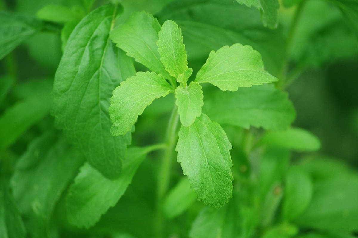La stevia fue cuestionada por la OMS