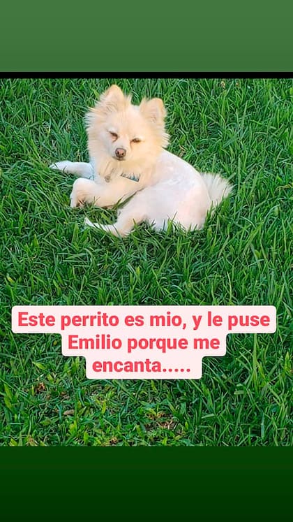 La story de Instagram a través de la cual Pasquini presentó en sociedad a su perro Emilio