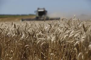 Con subas del 4% en Estados Unidos y del 4,2% en el mercado local, el trigo acentuó su rally alcista