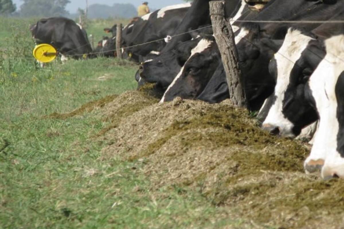 La suba del maíz y de la soja impactan sobre los costos de los tambos