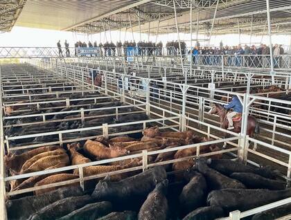 La subasta fue por el 80º Concurso Físico y Remate Especial Angus