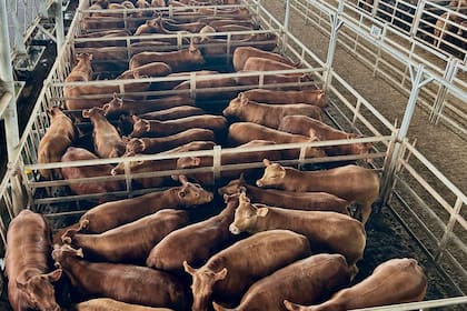 La subasta se concretó con trámite ágil y los valores fueron calificados como de excepción para las distintas clasificaciones de novillos y las haciendas del tipo consumo liviano