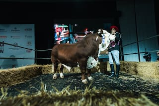 Buenos precios en la venta de la raza en la Exposición Rural de Palermo
