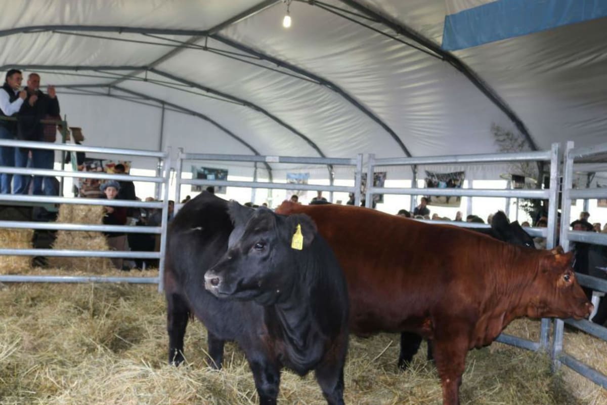 La subasta tuvo buenos precios