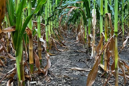 La suerte en las lluvias recibidas, las calidades de los lotes en los cuales se trabaja y las estrategias de elección de cultivo y su manejo definirán la suerte de un año por demás de complejo desde lo climático