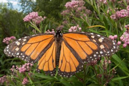 La “supergeneración” de mariposas monarca puede vivir hasta nueve meses gracias a un proceso llamado diapausa, que les permite conservar energía y completar su viaje desde Canadá y el norte de Estados Unidos hasta México