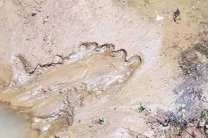 La supuesta huella de Bigfoot fue encontrada en Virginia Occidental, en Estados Unidos