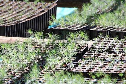 La sustentabilidad debe ser la clave del negocio