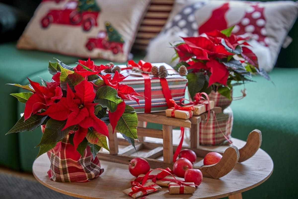 La también llamada flor de Nochebuena es una especie representativa de la temporada de Navidad en EE.UU. (Unsplash/Charlotte Cowell)