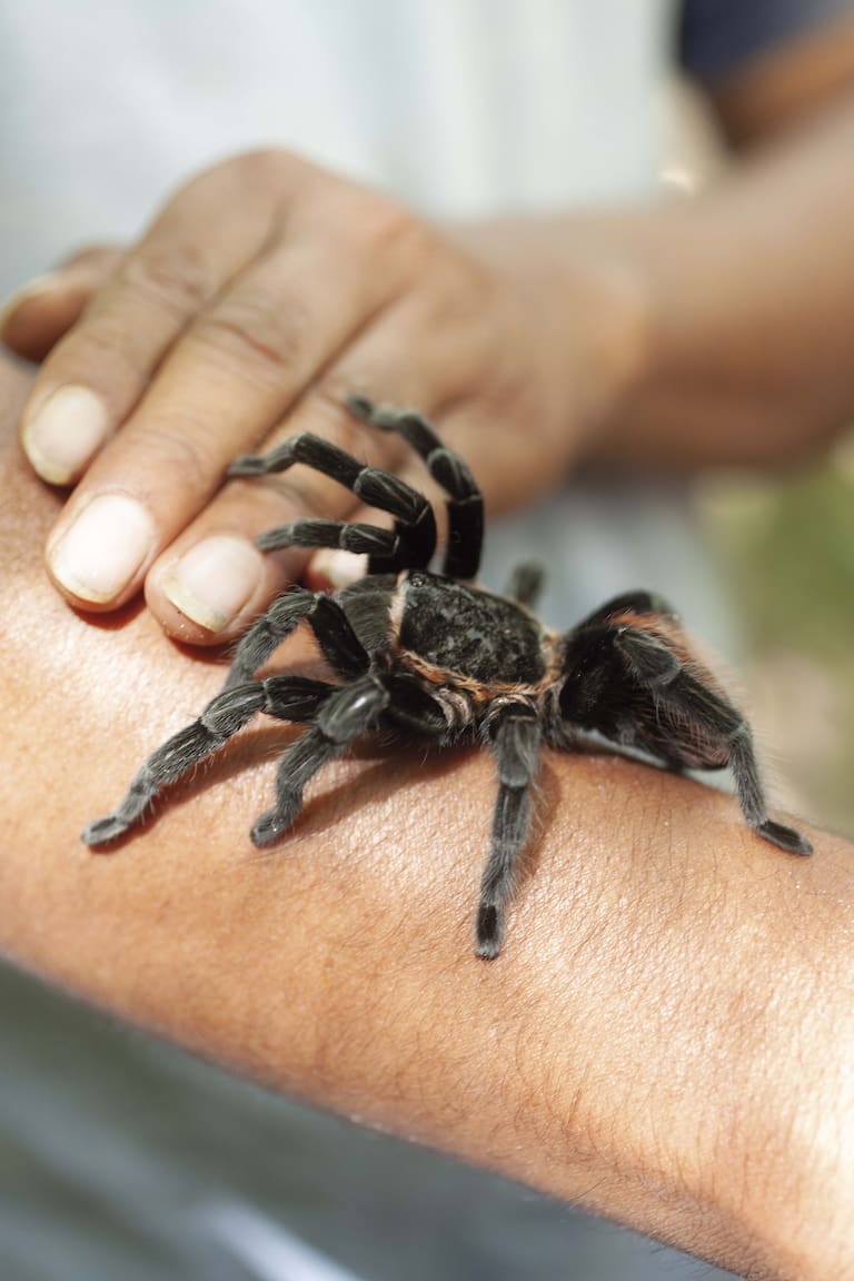 La tarántula de panza roja, endémica de Flores y el PN Tikal, está en peligro de extinción. Son grandes, muerden rara vez y su veneno no es peligroso.
