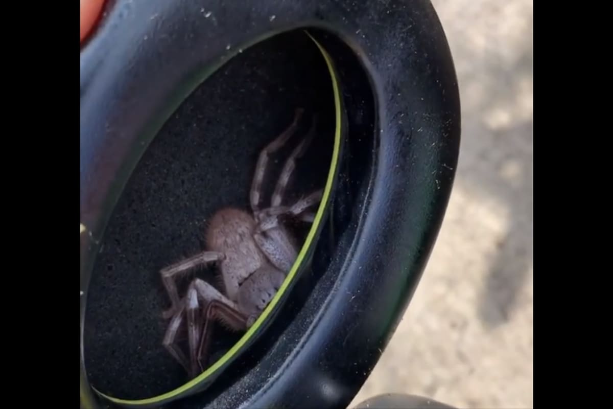 La tarántula estaba escondida en el interior de los auriculares