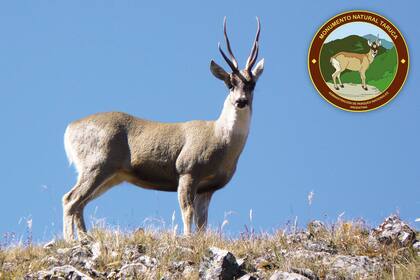 La taruca es monumento nacional desde 1996. Son animales tímidos que rehúyen de la presencia humana.
