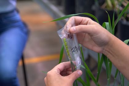 “La técnica consiste en retirar con pinzas las tres anteras de cada flor, en la máxima cantidad de espigas posibles”