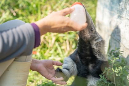 La técnica en fauna cuida a 9 osos hormigueros.