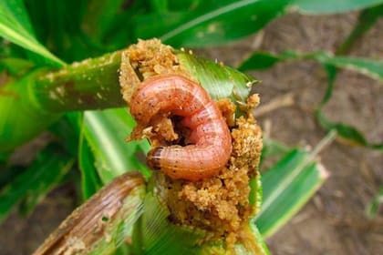 La tecnología Bt, una aliada en la lucha contra los insectos