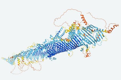 La tecnología de inteligencia artificial de DeepMind dio forma a las proteínas de una mosca de la fruta. La nueva base de datos de la empresa incluye las estructuras tridimensionales de todas las proteínas expresadas por el genoma humano, así como las que aparecen en otros 20 organismos